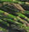 Asparagus .png